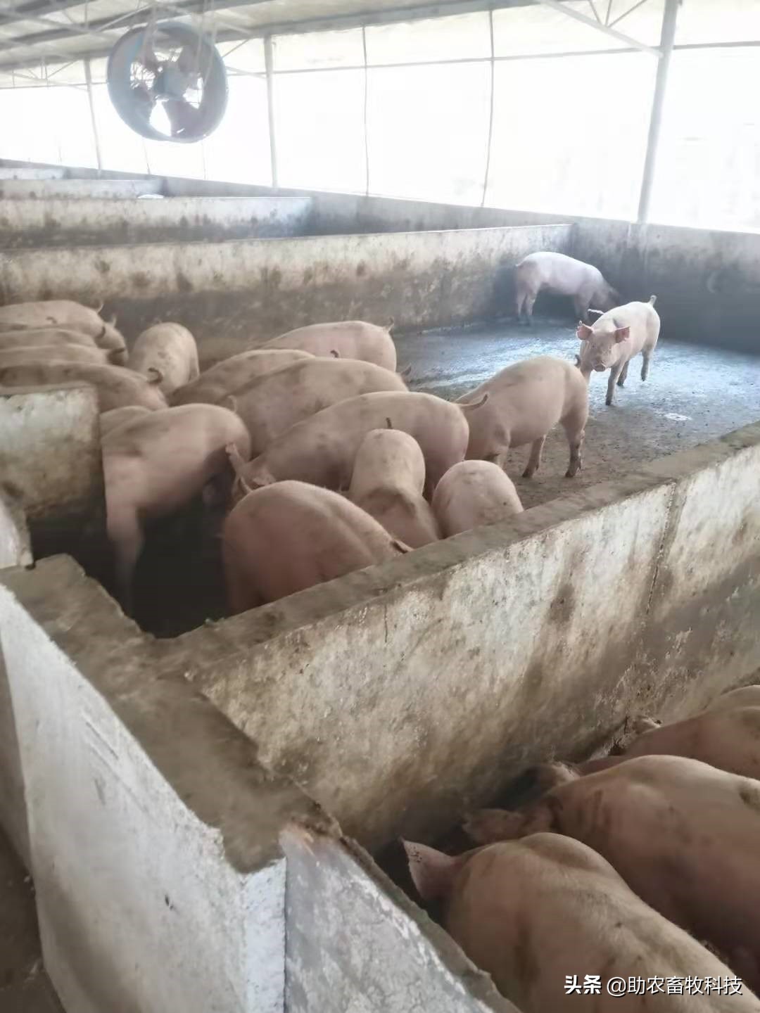 养猪的催长剂什么牌子好,养猪催长剂