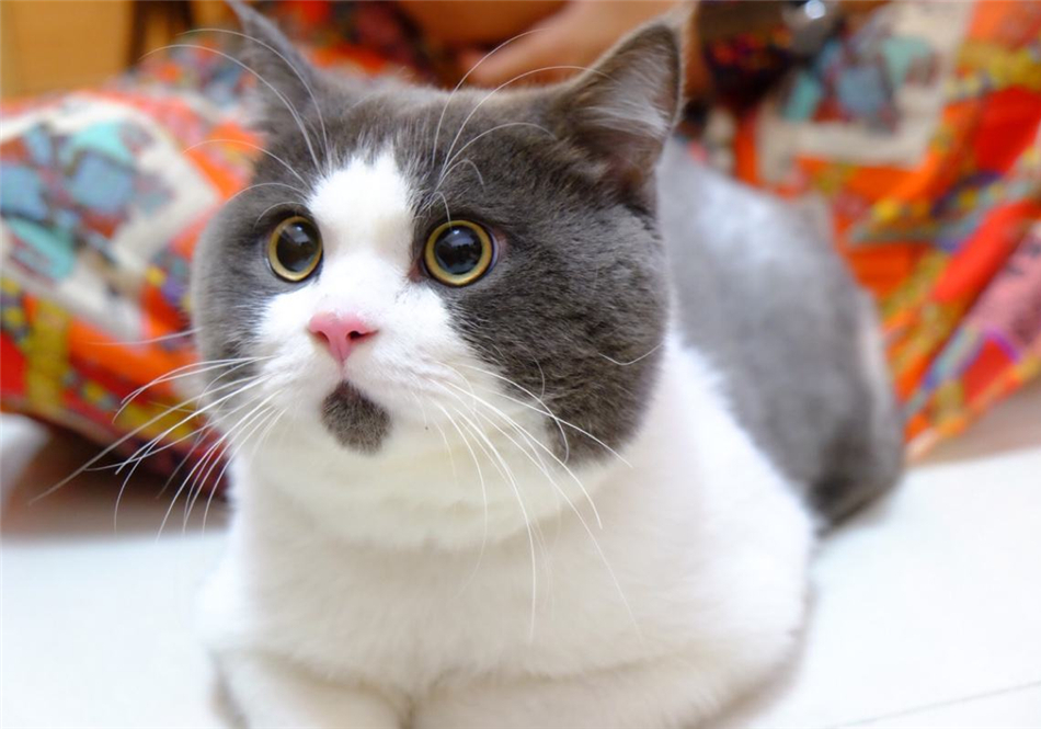 猫咪做眼睑内翻恢复好的图片,杭州猫咪眼睑内翻手术