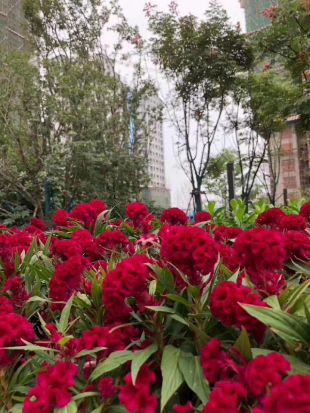 岳阳中建嘉和城可以装推窗吗,岳阳中建嘉和城周边规划