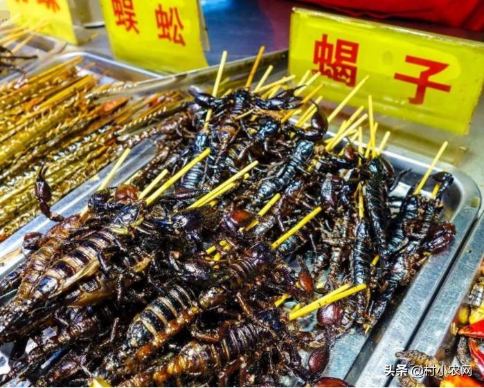 农村养什么发财致富的好项目,农村养什么投资小又挣钱