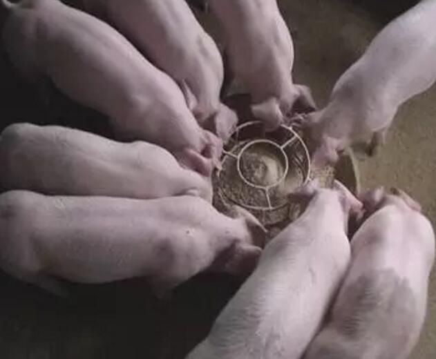 猪精神不振喜卧不吃食该用什么药,猪一切正常就是不吃食是什么原因