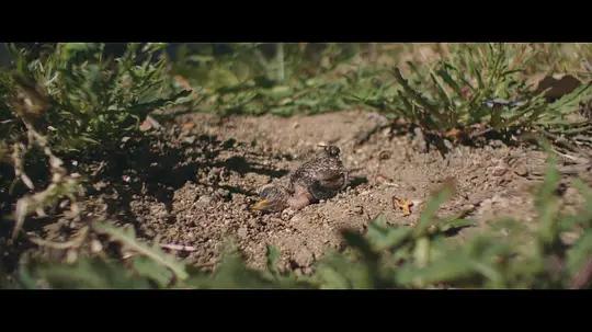 不用农药，让超1000种动植物生态平衡，这次美国人真的做到了