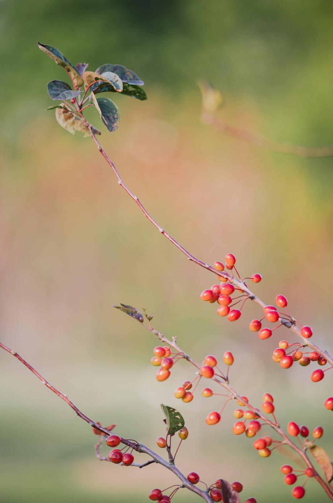 上海最美秋景,上海哪些公园可以拍秋景