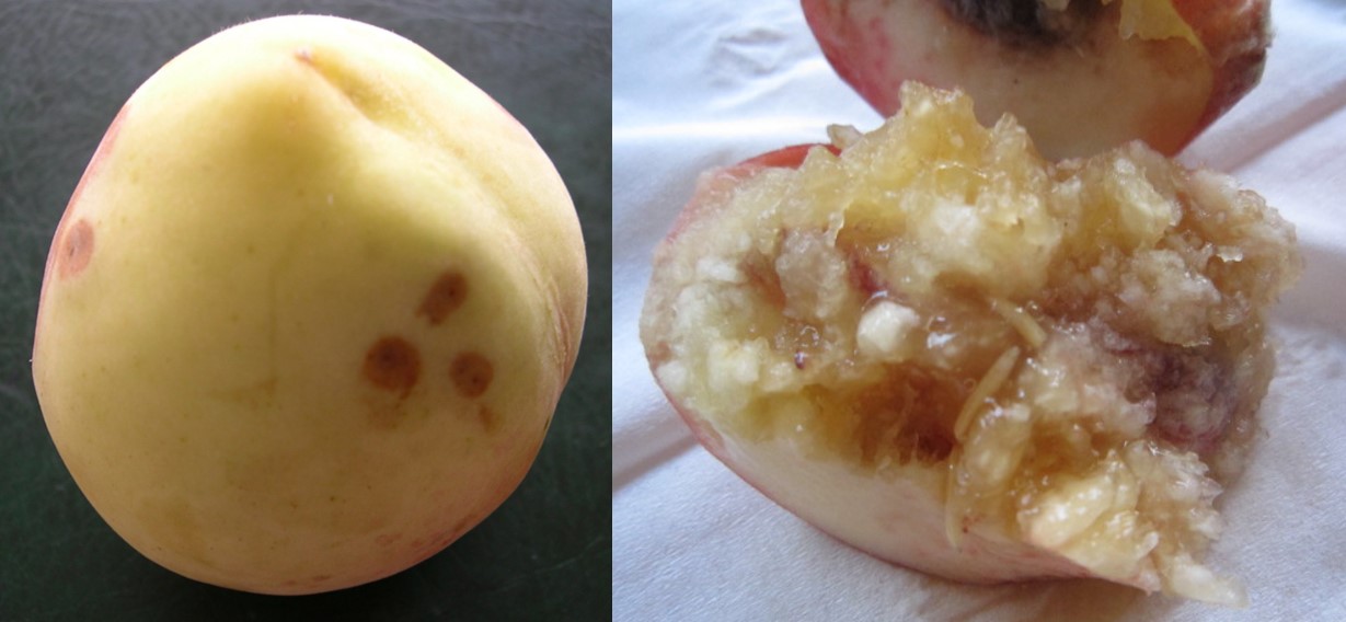 防果实蝇最有效又实用的方法,果实蝇爆发期怎么办