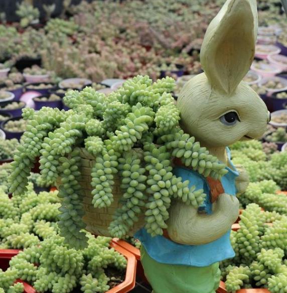 新玉缀怎么养能爆盆,玉缀叶子繁殖叶片必须朝上吗