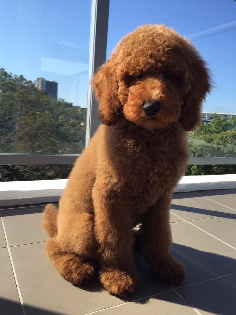 饲养贵宾的6大禁忌,养贵宾犬注意事项