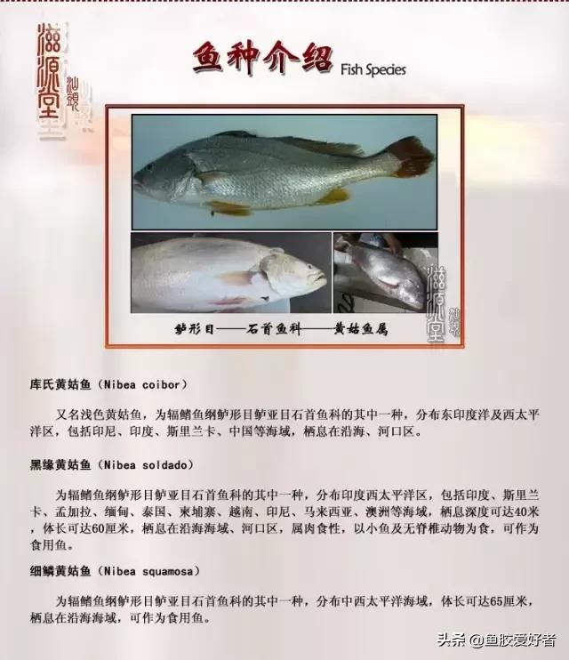 越南白花胶和本港白花胶,巴西白花胶是真的白花胶吗