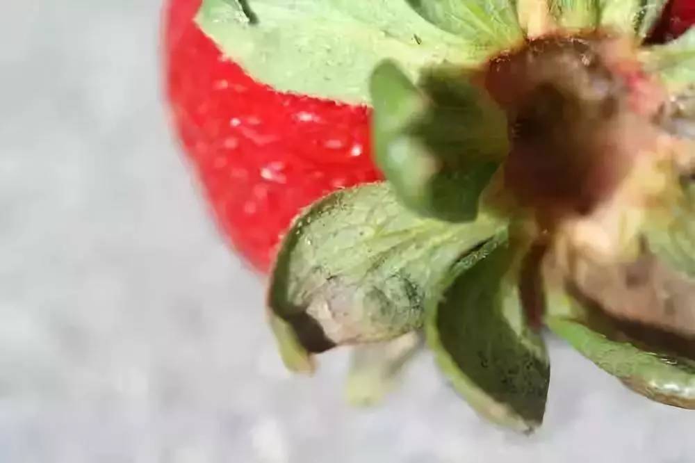 草莓红蜘蛛叶螨,叶片虫害识别与防治