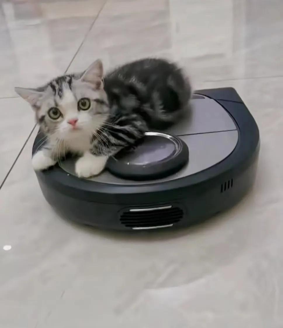 有宠一族必看：啥家庭条件呀，好几万的沙发随便毁？