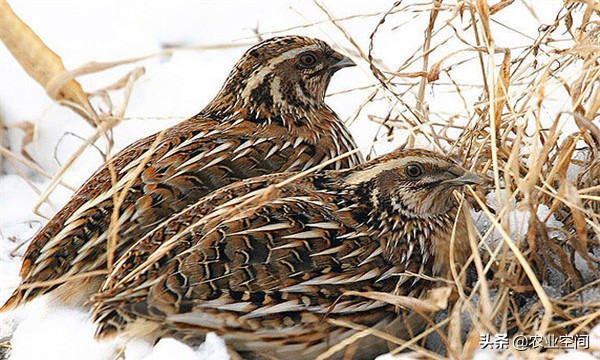 饲养鹌鹑的经济效益,鹌鹑养殖技术鹌鹑如何饲养和管理