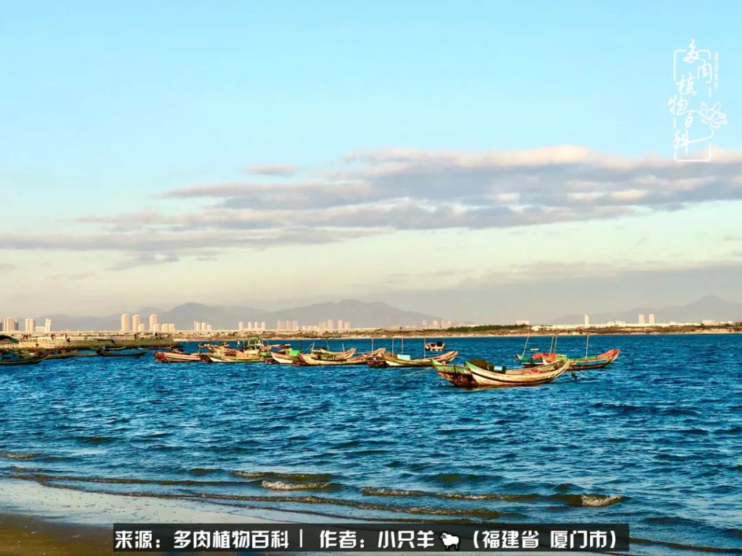 多肉像葡萄一样,多肉像铃兰一样