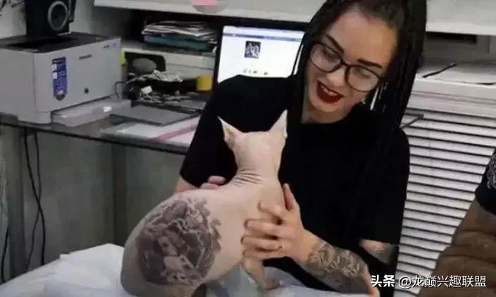 宠物整形美容,给宠物做美容多少钱