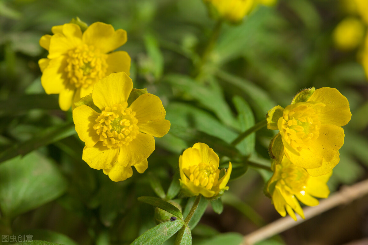 生日鲜花用哪几种花,代表友谊长存和生日快乐花语的花