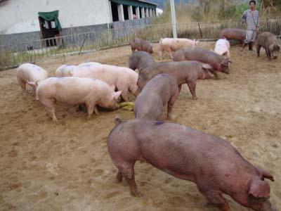 母猪输精几天能看出有没有怀孕,母猪输精的正确方法与技术图