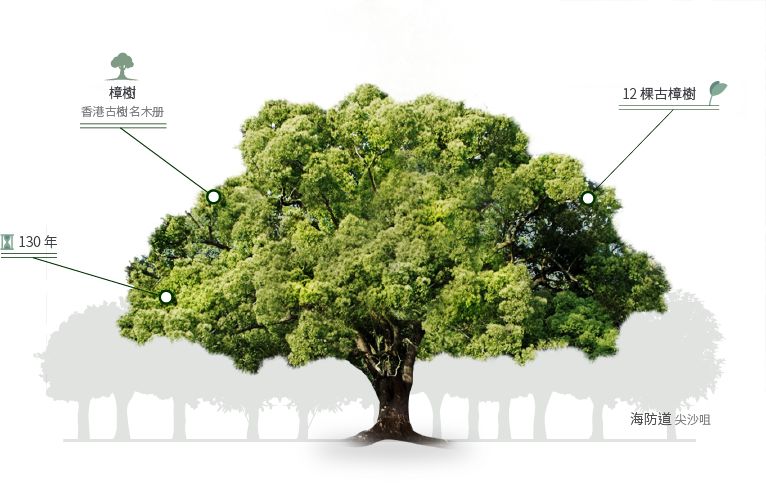 法国梧桐树转世(中英双语)