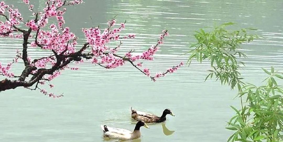春雨的好词好句好段摘抄大全,写春雨的优美诗句可做题目