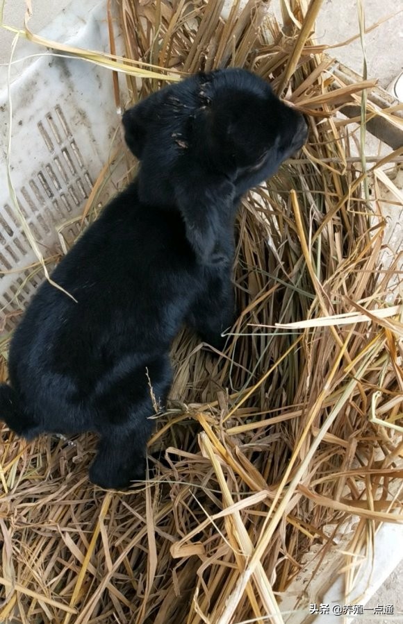 90后养羊专业户,最赚钱的养羊模式