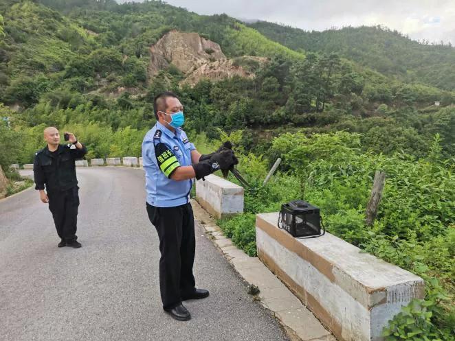 鹰嘴蛇尾绿毛龟,鹰嘴蛇颈龟