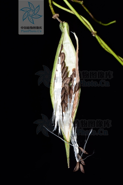 托腰散,托腰散的功效