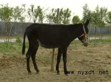 养殖肉驴饲料配方,肉驴饲养技术视频教程