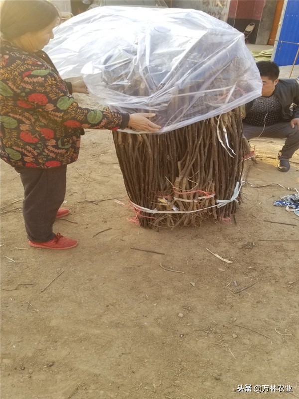 梨树的优良品种有哪些,目前梨树品种最甜的品种