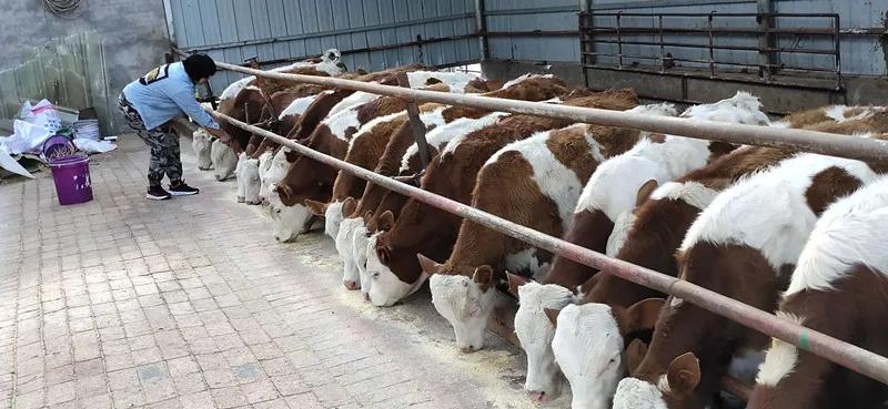 巾帼脱贫故事|小康路上的巾帼“牛状元”