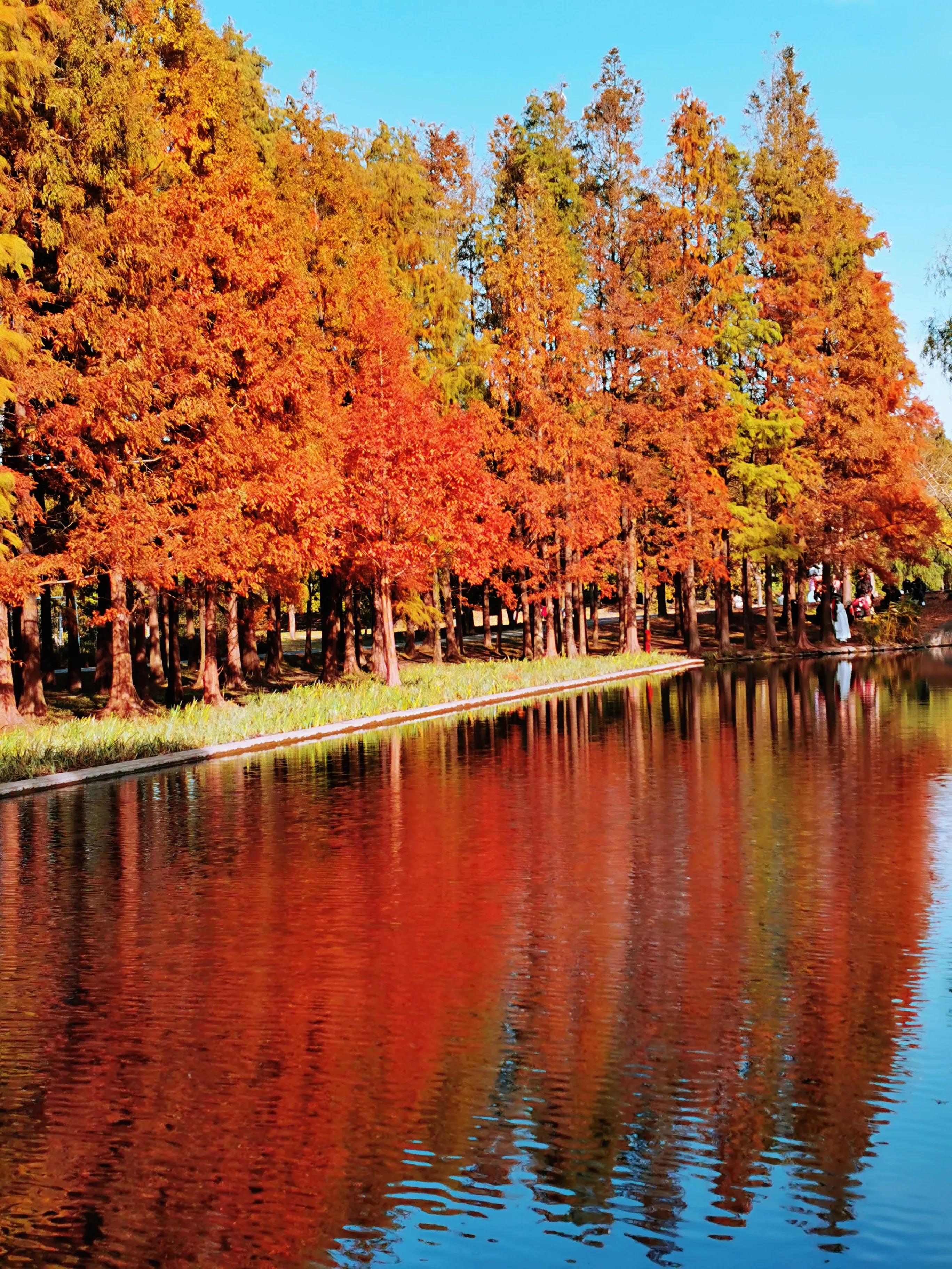 上海共青森林秋景,上海共青森林公园夜景