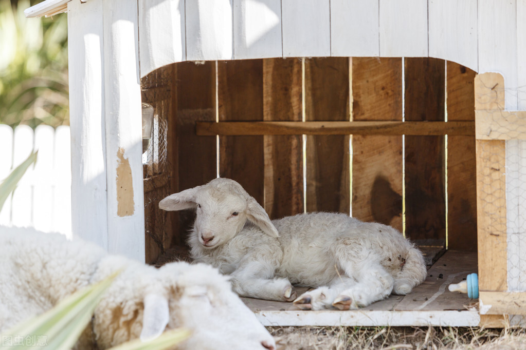 养羊如何看羊的品种,养羊怎么判断母羊下几只小羊