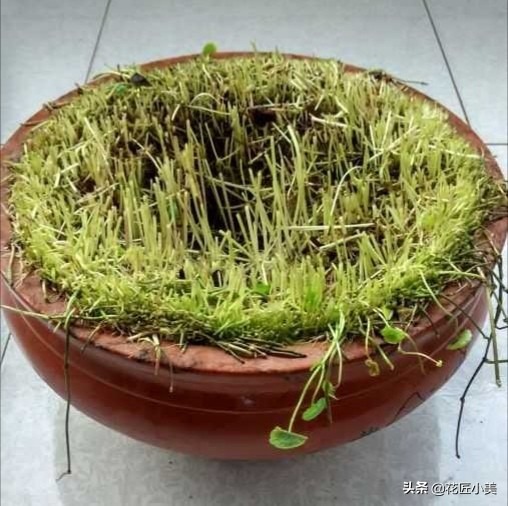 铜钱草长得东倒西歪是怎么回事啊,铜钱草东倒西歪的是因为什么