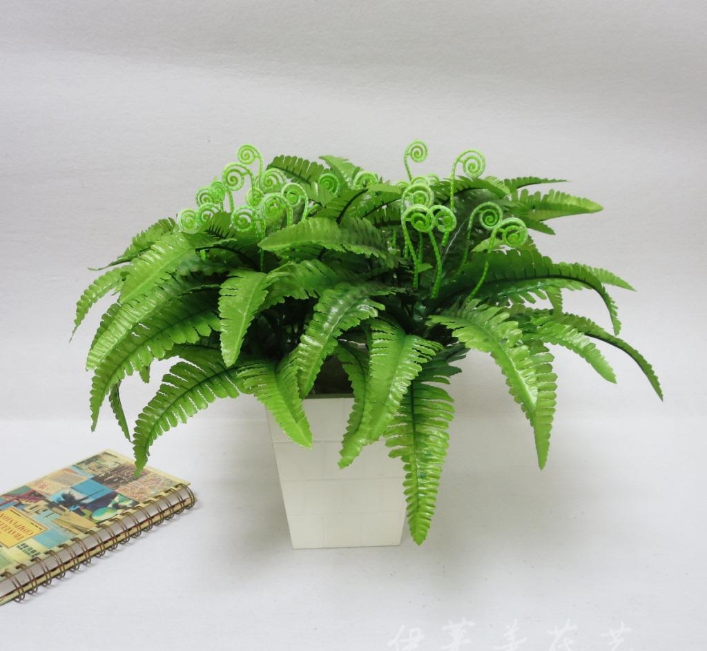 什么花适合在室内养去新房甲醛,装修完房子养什么花可以去除甲醛