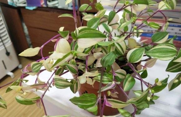 油画吊兰适合在室外养护,油画吊兰养在客厅好吗