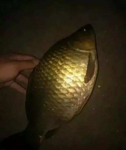 夜钓鲫鱼经验之谈,夜钓鲢鳙心得