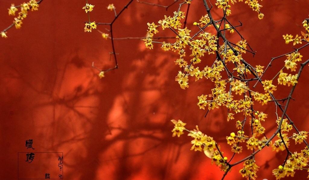 傲雪凌霜的腊梅正在绽放,傲立寒冬的腊梅