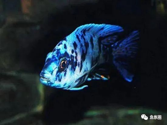 三湖慈鲷马鲷孔雀珍珠系能长多大,三湖慈鲷之孔雀