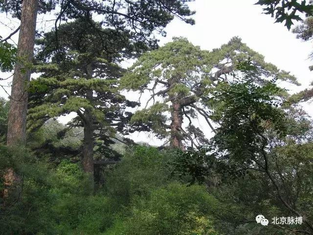 画说回龙观,北京最漂亮的森林公园