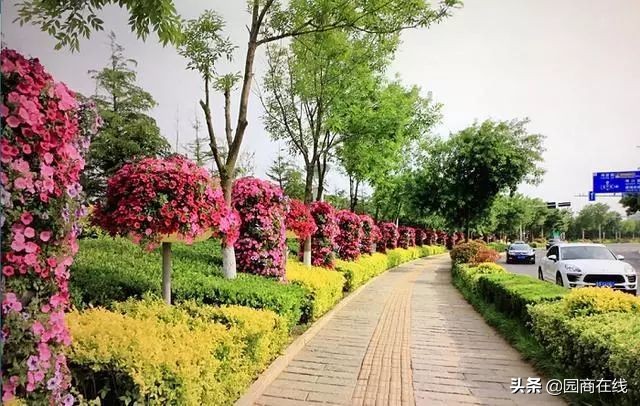 本地大型苗木快速起苗品种齐全,高杆苗木培育技术