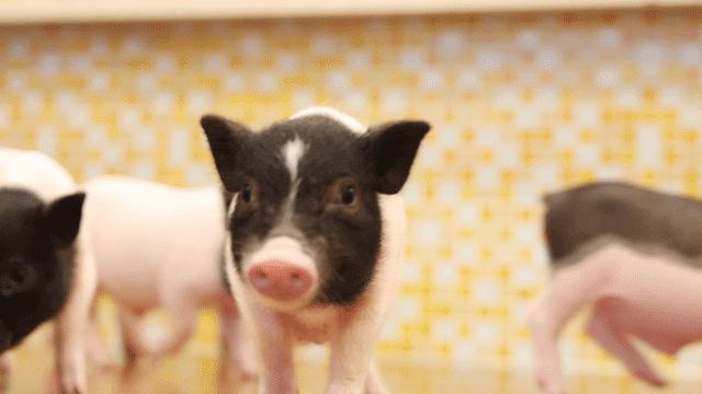 养猫养狗的乐趣,养猪养狗养猫养兔