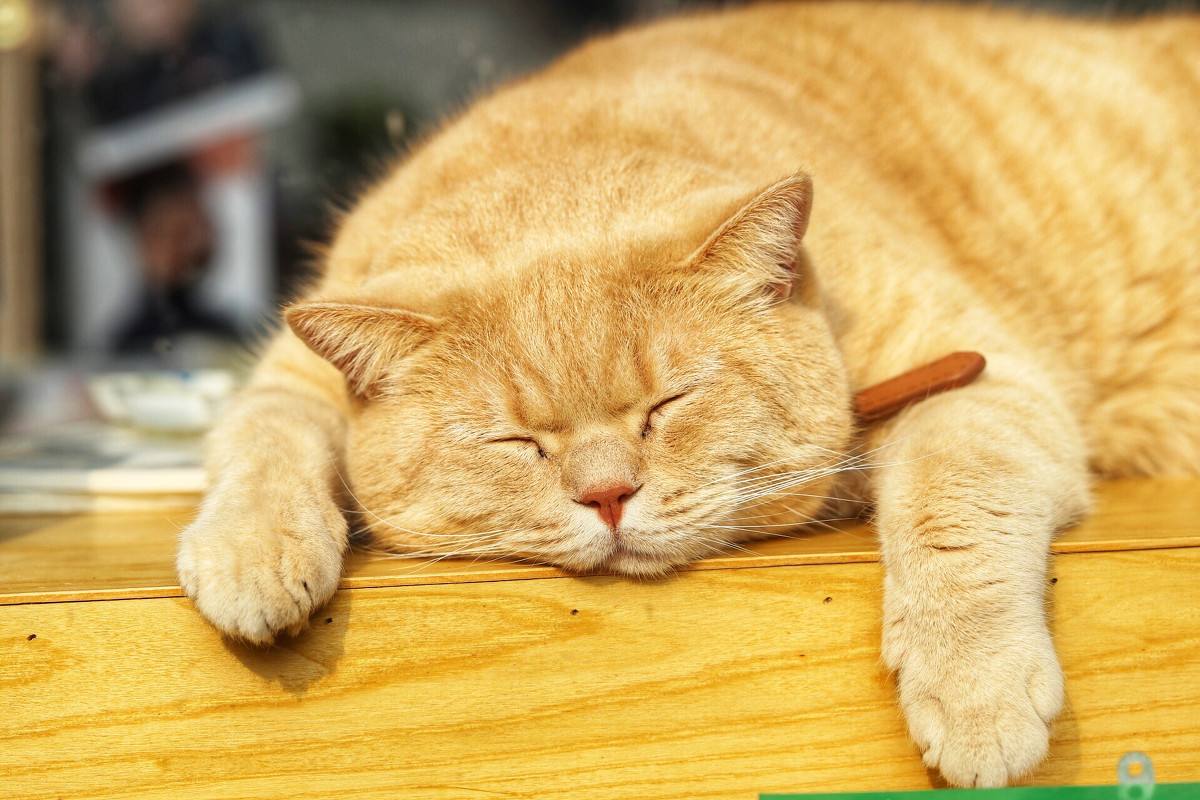 猫咪老去不可逆，想让爱猫陪伴更长久，五点衰老征兆需提早留意！