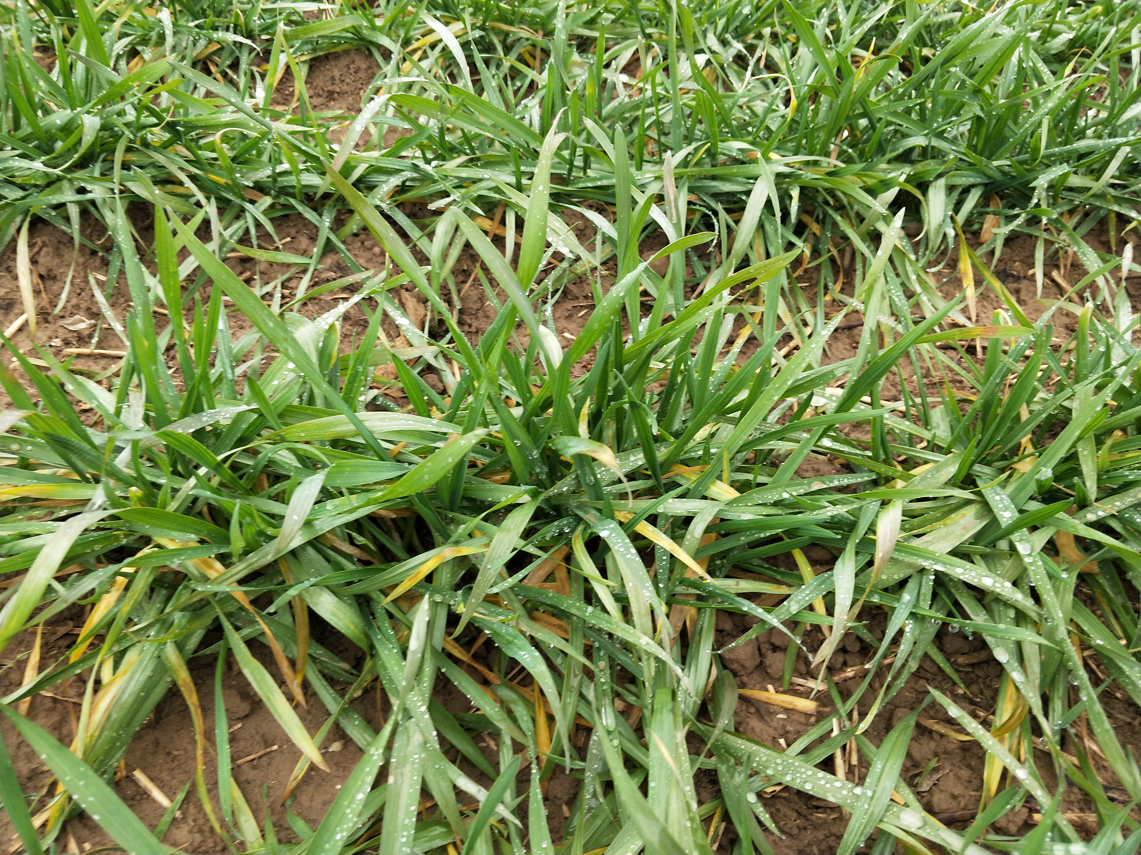 小麦种上有出苗有不出苗的怎么办,小麦拌种出苗快还是不拌出苗快