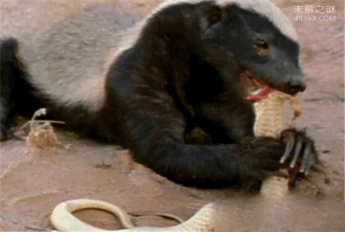 平头哥蜜獾哪个国家让养,为什么蜜獾被称为平头哥