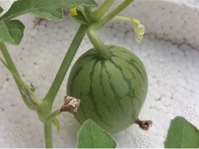 大棚8424西瓜种植相关视频,大棚种植8424西瓜亩产多少斤