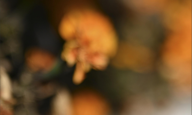 尼康z50mmf1.2s镜头,尼康z50mm1.8s镜头