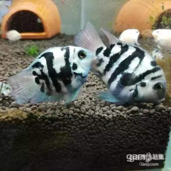 怎么养鱼可以杜绝寄生虫,养鱼怎样防止鱼身上有寄生虫