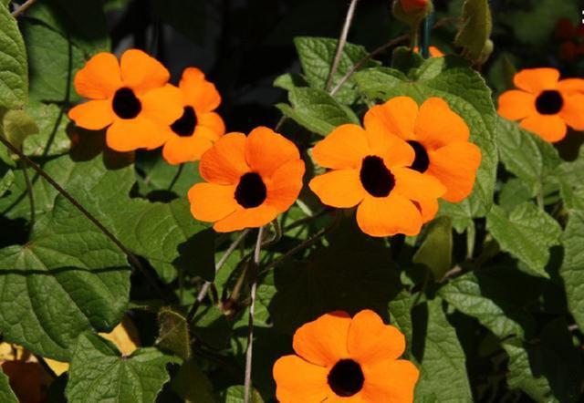 种了盆“开花劳模”,越晒越爱开花,还一开一个夏天