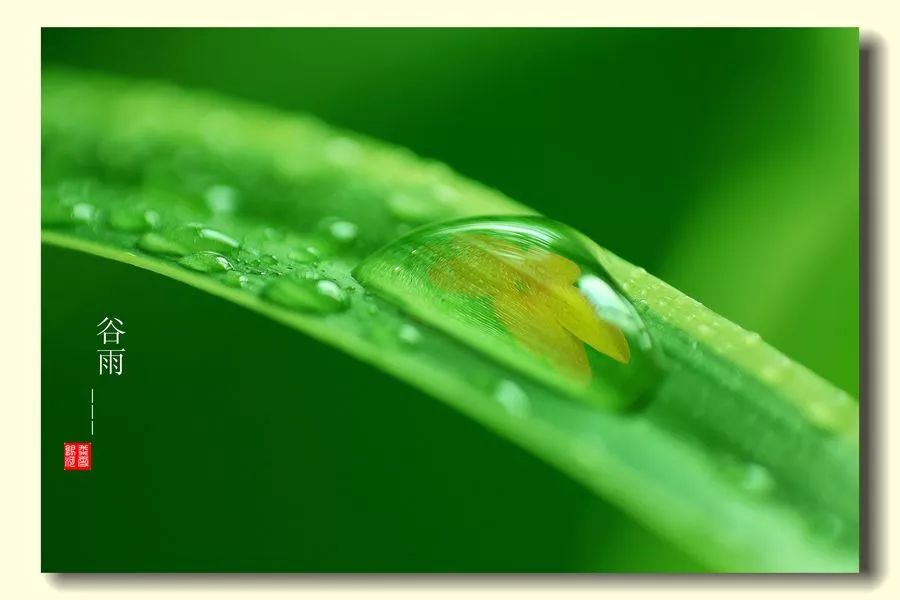 有关谷雨的诗歌,这把伞诵读完整版