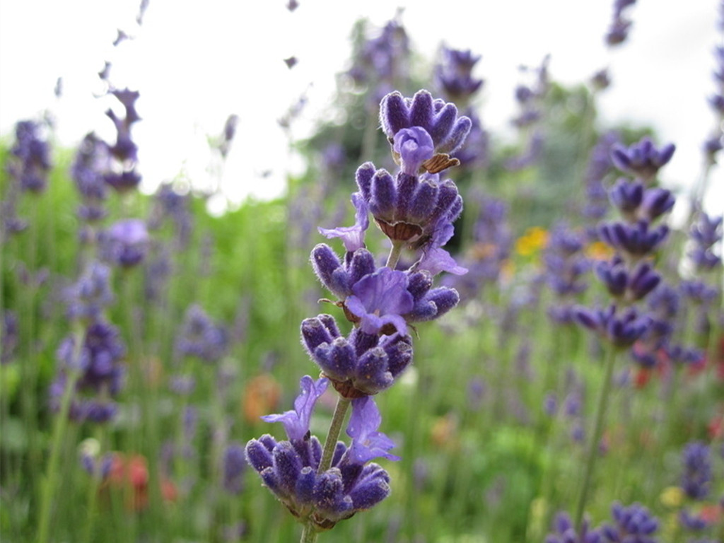 薰衣草盆栽四季开花,盆栽薰衣草长不起来