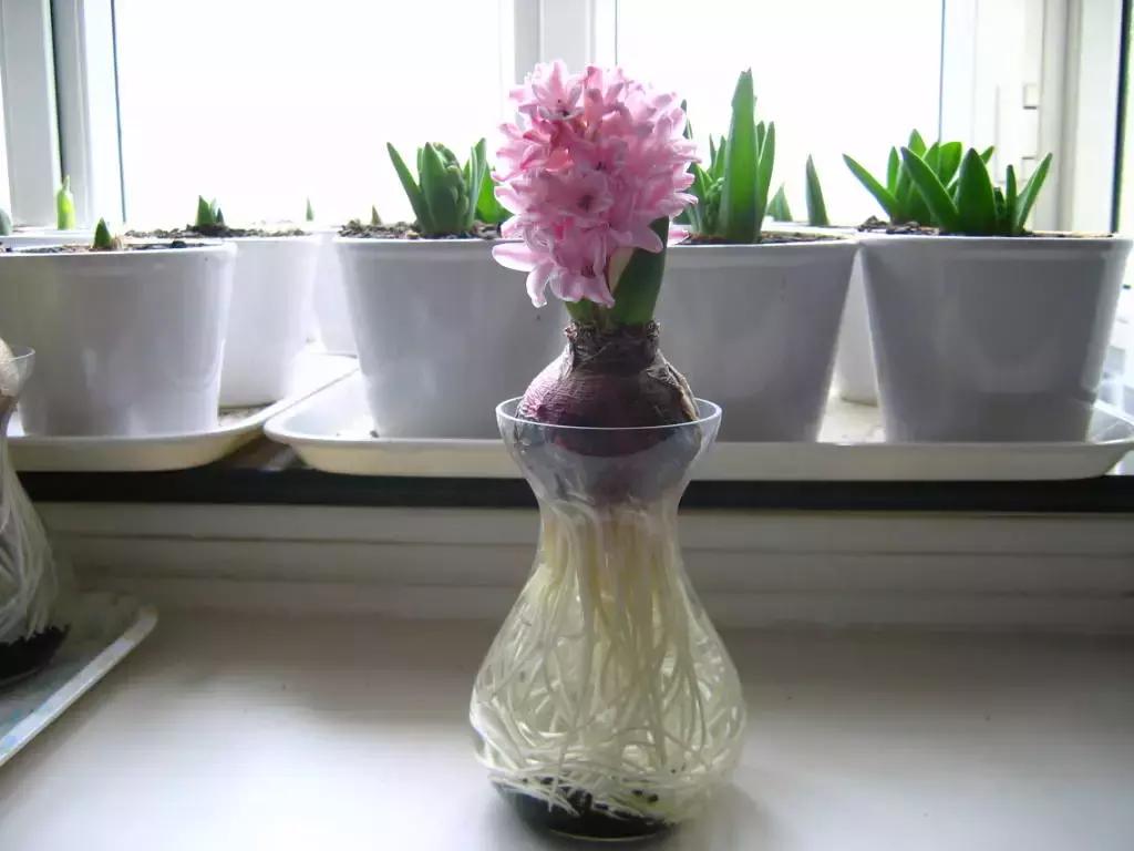 开过的风信子怎么处理,开过花的风信子怎么留种子