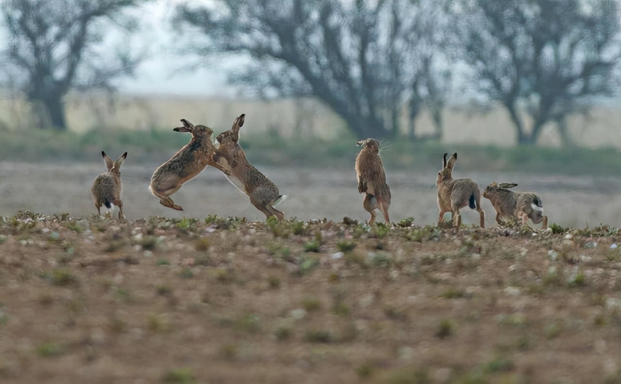 澳洲野兔泛滥成灾上演人兔大战,野兔在澳洲泛滥成灾多久了