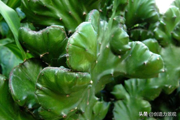 麒麟掌的风水好不好,麒麟掌风水有什么禁忌