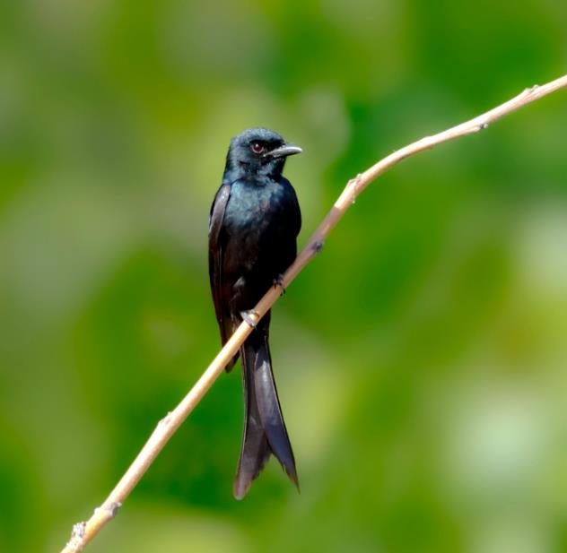 高清童年常见飞禽篇(值得珍藏)